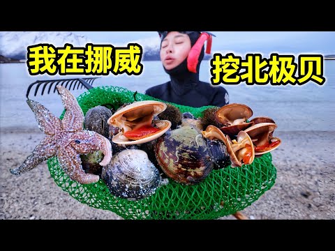Norway digging Arctic shells, -15 ° Arctic Ocean to catch the sea, sea urchins and conch a basket!