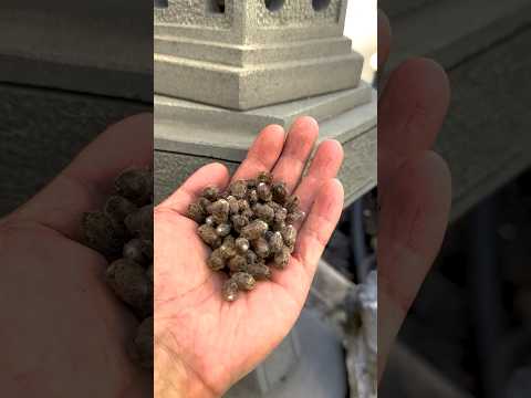 World's Best Pollinators - Solitary Bees | Mason Bees | Leaf Cutter Bees #masonbees  #solitarybees