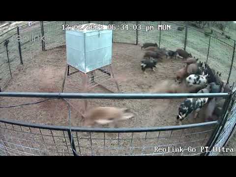 BIGGEST HOG TRAP CATCHES WITH HOG BROTHERS TRAPS