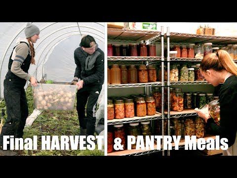 Homestead Pantry Meals + Last Harvest Before the Storm
