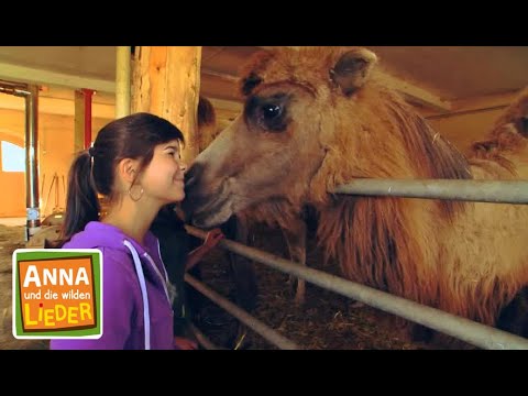 Knutscht da ein Dromedar? | Kinderlied mit Tieren | Anna und die wilden Lieder