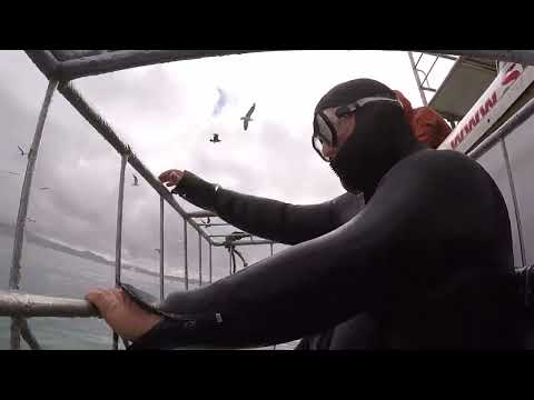 Cage diving - Copper sharks - Gansbaai, South Africa