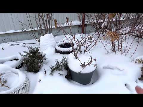 2 способа зимовки и выращивания метельчатых гортензии в кашпо. 28.12