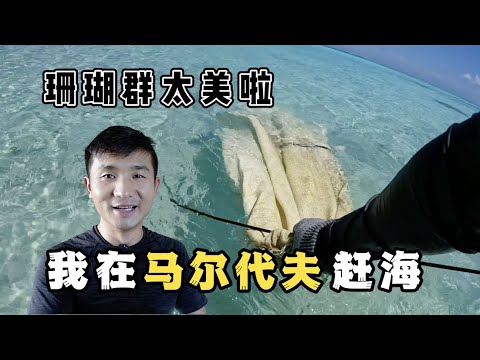 《环球探海记》马尔代夫 第18天：赶海偶遇一只鲨鱼和裸胸鳝同居，太不可思议了！ #马尔代夫 #赶海 #旅行攻略 #旅行 #旅行 #鲨鱼