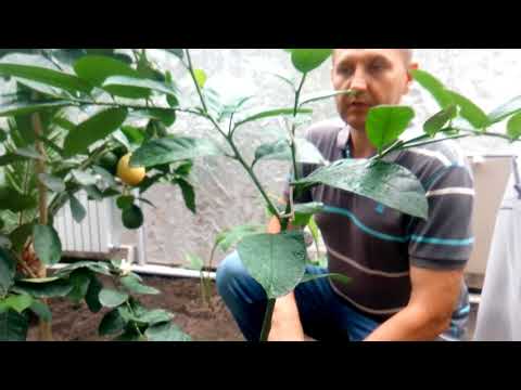 Инжир, банан, лимон и др... Наши тропики радуют плодами