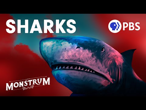 Have Humans Always Feared Sharks? | Monstrum