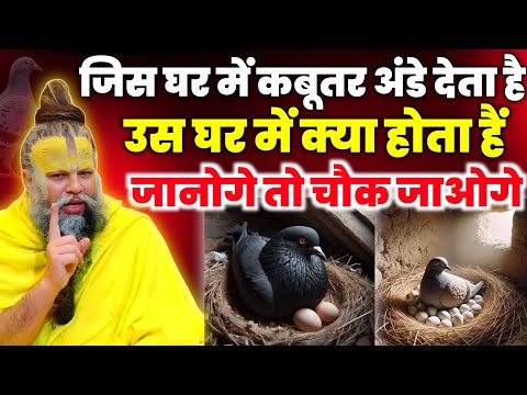 जिस घर में कबूतर अंडे देता है घर में क्या होता है?जानोगे तो भाग्य चमक उठेगा।Premanand Maharaj ji