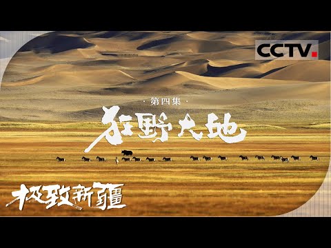 《极致新疆》04 狂野大地：一起奔赴新疆狂野之境 狂野之美震撼人心 感受大地鲜活的生命力！【CCTV纪录】