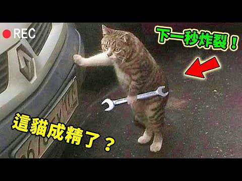 盤點貓咪成精的十大瞬間！健身舉鐵八塊肌的健身貓只排第九，第一名智商堪比柯南，背後故事讓千萬網友哭到窒息！