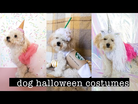 DIY Halloween Costumes for DOGS | XO, MaCenna