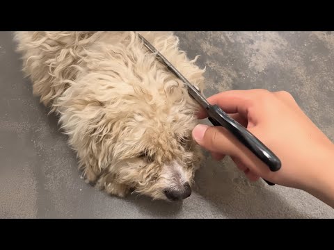 Stray Mother Dog Risked It All for Her Puppies | A Heartwarming Rescue