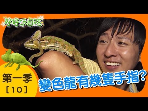 【變色龍有幾隻手指】好好玩自然｜第10集_第一季｜柳丁哥哥 崇瑋老師｜生態探索｜YOYO