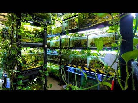 111 Aquariums and Ponds in this Home | In Depth Tour