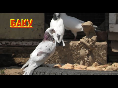 Бакинские голуби ! В гостях у Эльмана!