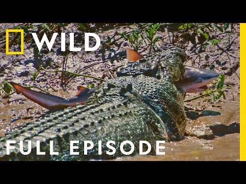 Crocs vs Sharks: World's Deadliest Predators (Full Episode) | The Croc that Ate Jaws