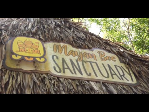 Mayan Bee Sanctuary