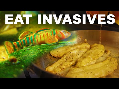 Save the native fish and eat the rest