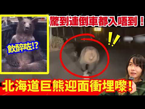 【日本熊患警號🚨】北海道夜路巨熊衝車 、車主嚇到六神無主！動物園熊逃走！熊闖入民居住宅 居民驚到唔敢出街！熊連環襲擊事件 | 日本新聞報導 | CC中文字幕 #熊出沒 #柴犬 #廣東話 #新聞 #突發