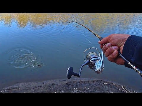 НУ И КАБАНЫ ЗДЕСЬ КЛЮЮТ! ПОКЛЕВКИ ТОЛЬКО ЗАБРАСЫВАЙ! Рыбалка на спиннинг 2025.