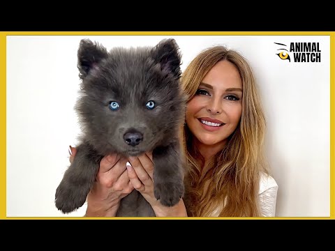 I GOT ANOTHER BLUE WOLFDOG / Ep 1