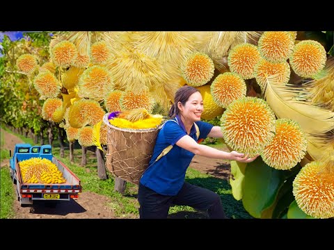 BREAKING! WOMAN Harvesting hairy ambarella fruit Goes to Market Sell - Harvesting & Rural Life