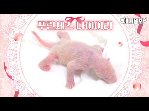 Compilation Of 4 Years of Fu Bao We Love