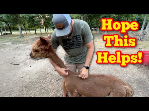 Let's Get Them Medicated!