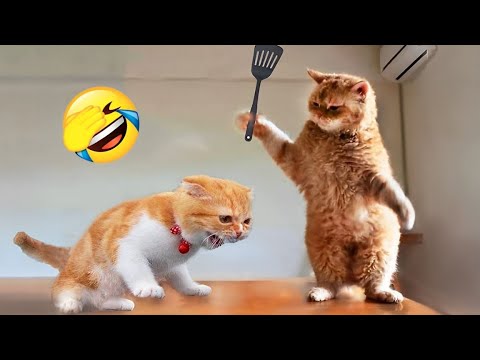 Les animaux les plus drôles vous feront rire aux éclats 😂