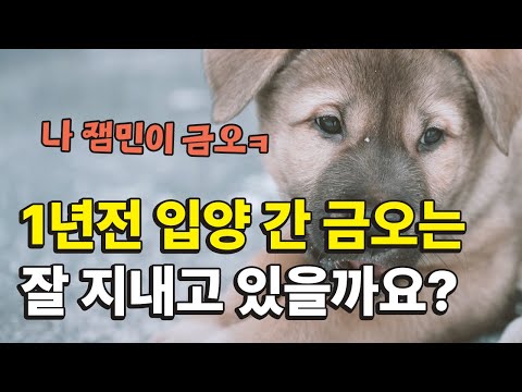 1년전 입양간 강아지 금오는 어떻게 지내고 있을까요? #우리개연구소 #진돗개일상 #금오
