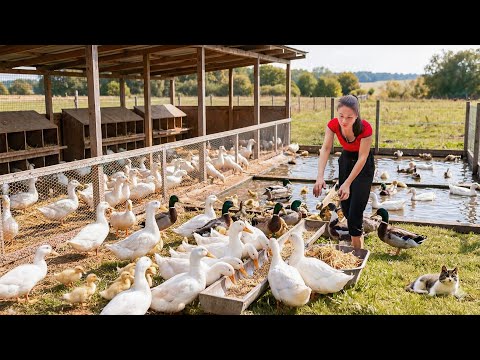 Use Truck Buy Many Ducks From Ducks Farm To Sell To Villagers | Farm Farm TV