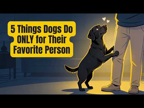 5 Things Dogs Do ONLY for Their Favorite Human (Most People Never Notice)