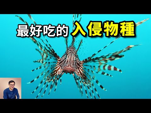 至今來路不明，但是足夠好吃，酷似外星生物的入侵物種——Lionfish獅子魚【老肉雜談】#動物 #海洋生物 #海鮮 #魚 #fish