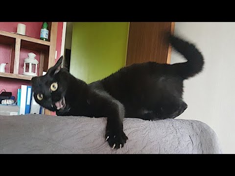 CATS: Masters of Chaos and Laughter
