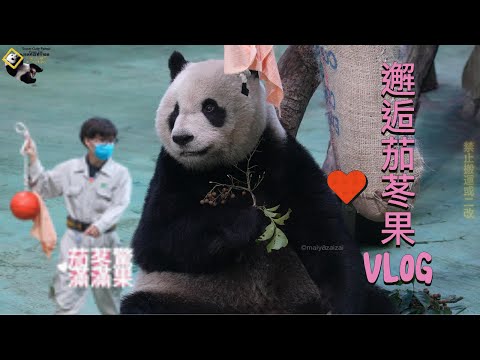20251217 保育員幫圓仔準備茄苳果行豐驚喜，仔仔吃得乾淨溜溜 The Giant Panda Yuan Zai