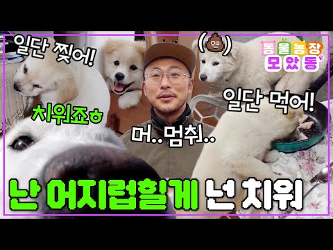 [#AnimalFarm] I'll make a mess! Who's going to clean it up? 😜 These little friends cause trouble ...