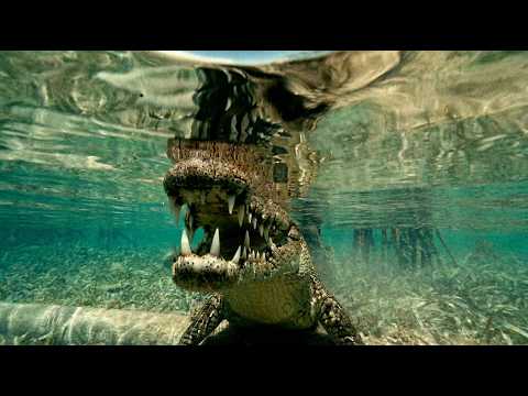 Cuba, The Blue Island: Reefs Under High-Surveillance