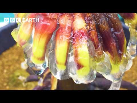This Is One Of The Weirdest Plants You'll Ever See | BBC Earth Science