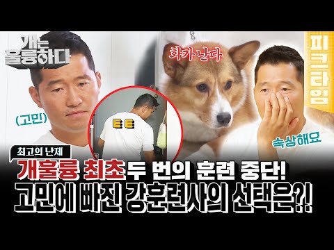 [#피크타임] 훈련을 어떻게 풀어가야 할지 모르겠어요.. 역대 최고의 난제에 강 훈련사 훈련 중단 | #개는훌륭하다 | KBS 220905 방송