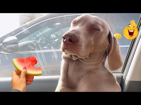 I Can’t Believe These Dogs Are Still This Funny 😂 Best Funny Dog Videos of 2026 🐶