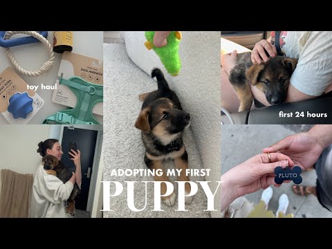 I ADOPTED A PUPPY!! Bringing home my 8-week Australian shepherd, first 24 hours with puppy
