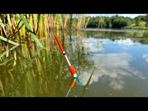 Carp Instead of Crucian Carp! Morning Pond Fishing with a Fly Rod