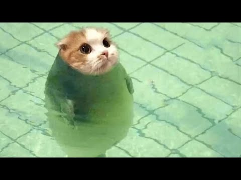 Les animaux les plus drôles te feront rire jusqu'à en pleurer 😂