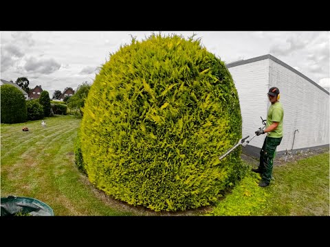 Die Kundin wollte UNBEDINGT helfen. Rasenmähen und Heckenschnitt satisfying