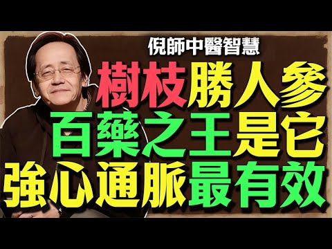 倪海廈：桂枝是中醫裡的「百藥之王」！強心臟，通血脈，調陰陽，一碗湯喝下去，手腳冰冷全不見！