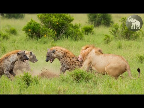 Zambia Salvaje – La Rivalidad Más Antigua de África - Leones VS Hienas #animalessalvajes