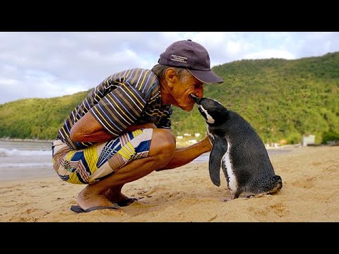 Jinjing The Penguin - Swims 5000 Miles Every Year To Visit The Man Who Saved Him