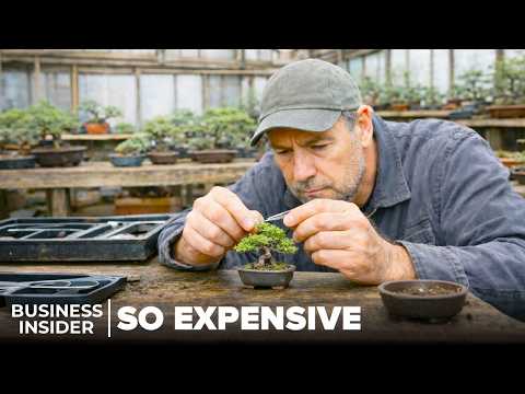 Why Bonsai Are So Expensive | So Expensive