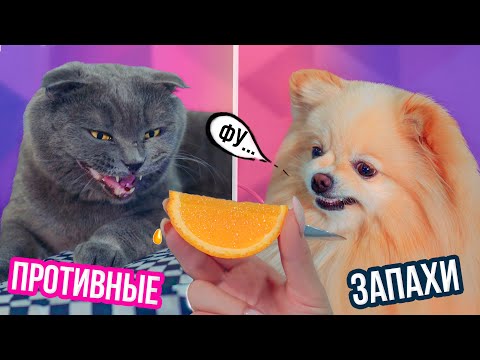 РЕАКЦИЯ КИСЫ БАТТЕРС И СОБАЧКИ ЭЛИС НА СТРАННЫЕ ЗАПАХИ В СЛОУМО