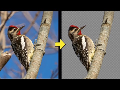 How To Remove the Background From a Photo (Make it Transparent For Free Using Gimp)