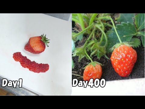 How to grow strawberries from store-bought strawberries
